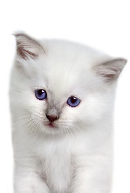 Yavru kedi