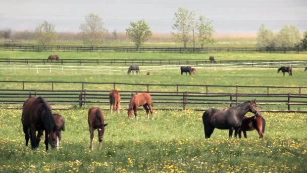 Alimentation des chevaux de ferme 
