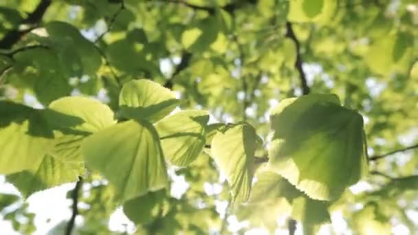 Feuilles d'arbres — Video