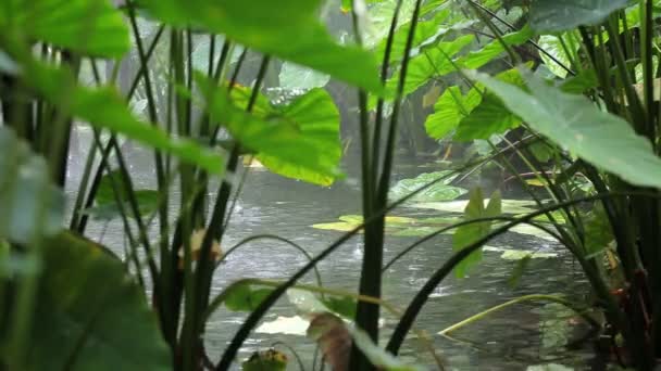 Тропические леса — стоковое видео