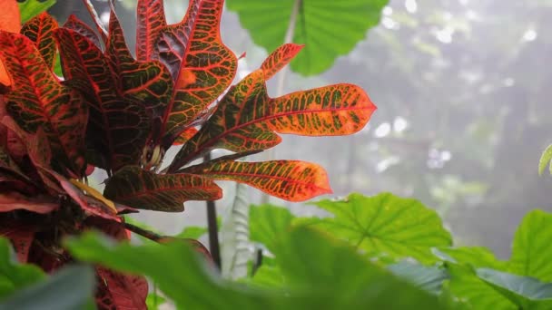 Тропічний ліс — стокове відео