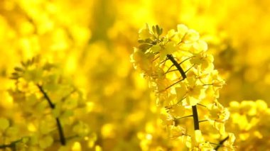 Sarı tarla ve yağ tohumu tecavüzü ilkbaharın başlarında