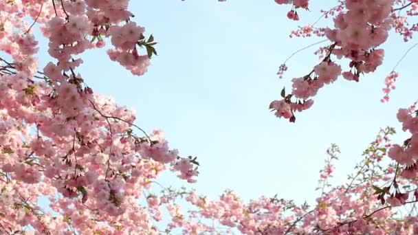 Cherry blossom — Stock Video