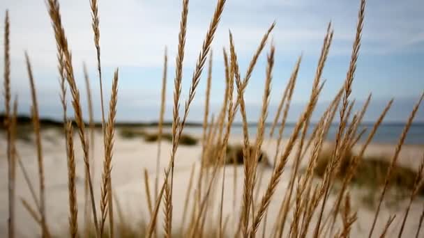 Hierba de Marram frente al océano — Vídeo de stock