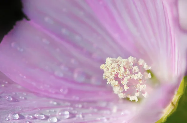 Квітка макросу — стокове фото