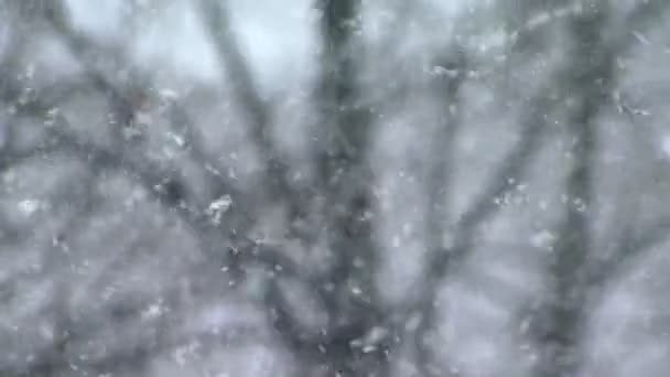 Πτώση χιονιού — Αρχείο Βίντεο