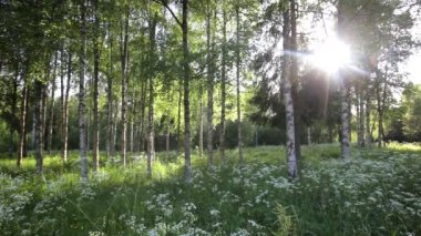 Orman gün ışığında