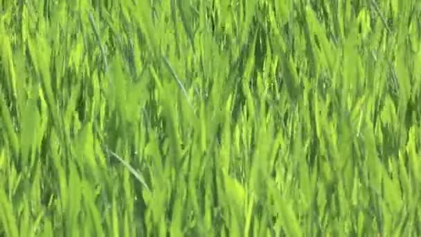 Gros plan de l'herbe