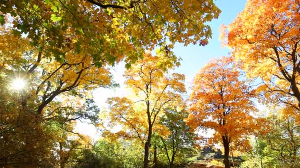 Листя осень — стокове відео