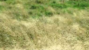 rüzgarda üfleme çayır çimen