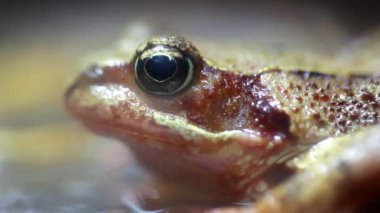 Bir kurbağaya yaklaş.