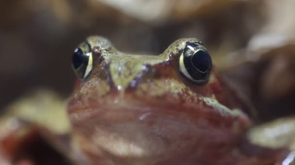 Nahaufnahme eines Frosches — Stockvideo