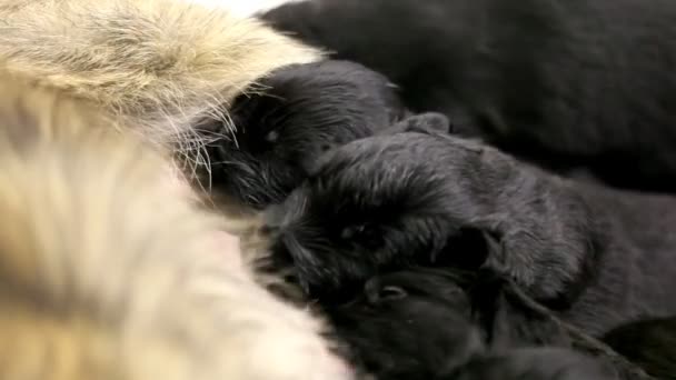 Nursing black pupies — Stock Video