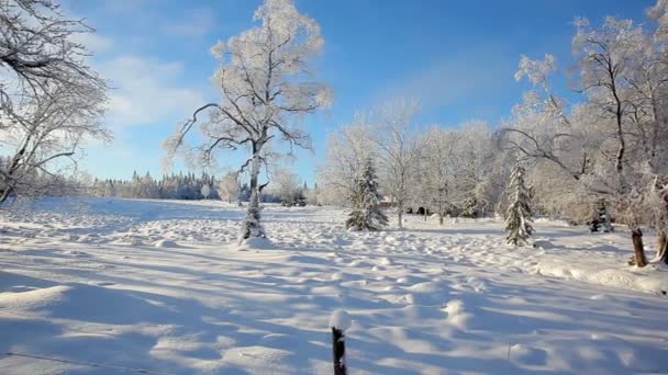 Paisagem inverno — Vídeo de Stock