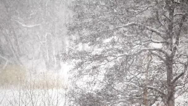 De fortes chutes de neige dans une forêt 