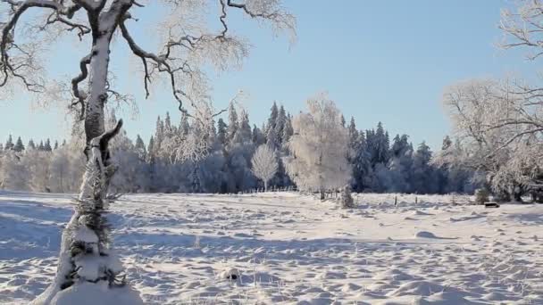 Зимовий пейзаж — стокове відео