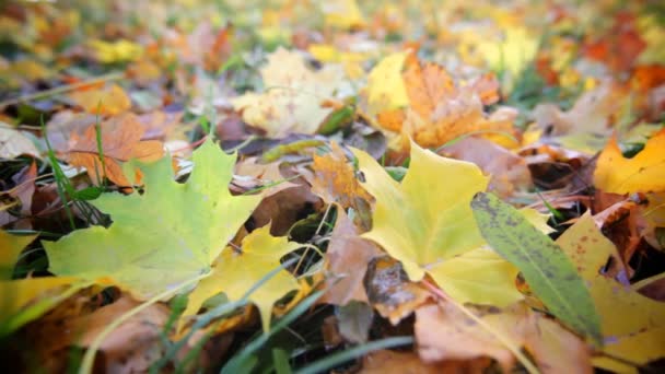 Folhas de Outono — Vídeo de Stock