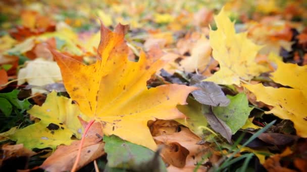 Hojas de otoño — Vídeos de Stock