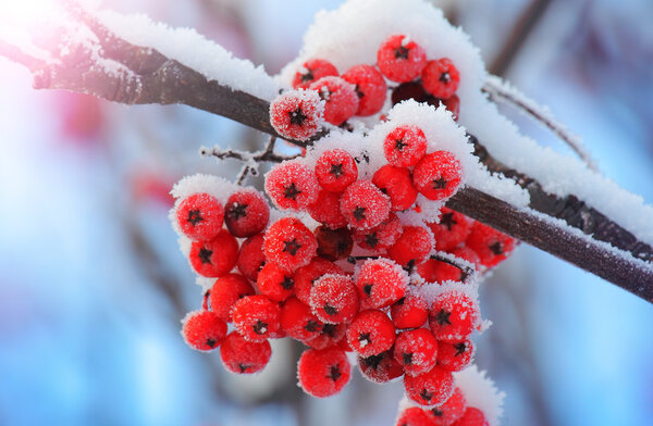 Frost-covered berries