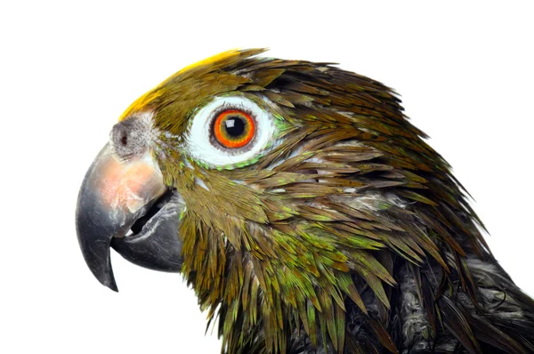 Parrot just took a bath — Stock Photo, Image