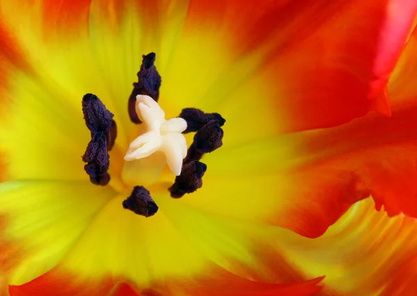 Detailliertes Bild der Tulpe — Stockfoto