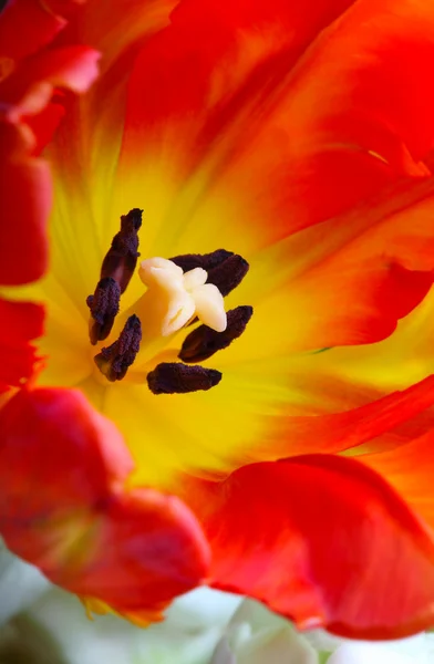 Detailliertes Bild der Tulpe — Stockfoto