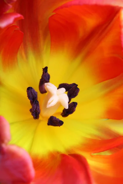 Detailed image of tulip — Stock Photo, Image
