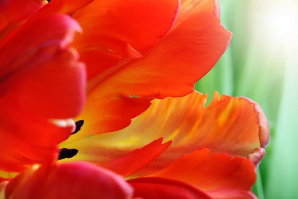 Детальне зображення тюльпанів — стокове фото