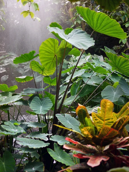 Floresta tropical — Fotografia de Stock