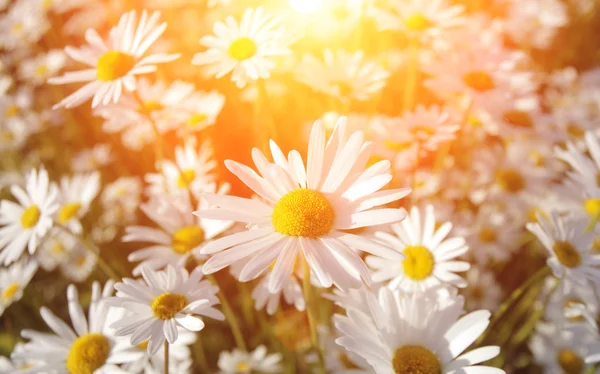 Wild daisies — Stock Photo, Image