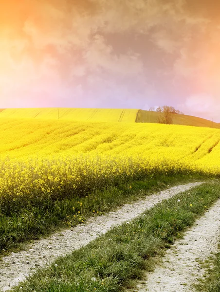 Campo amarelo com colza de semente de óleo no início da primavera — Fotografia de Stock