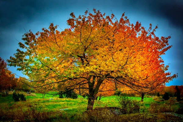 Majestueus Landschap Met Herfstbomen Het Bos — Stockfoto