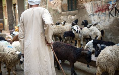 shepherding Cairo, Mısır