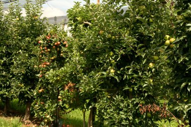 organik elma yetiştiriciliği