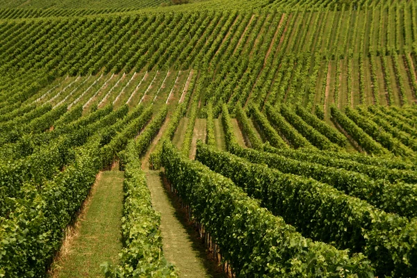 Viñedo — Foto de Stock