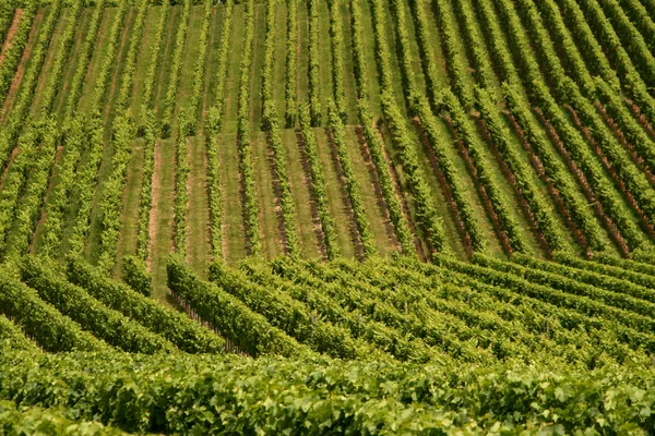 Vineyard — Stock Photo, Image