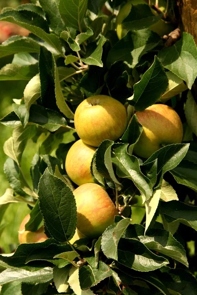 Organische apple teelt — Stockfoto