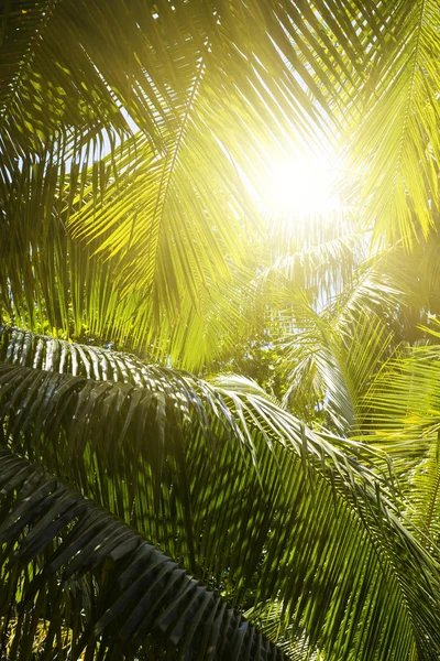 A ilha dos sonhos. Descanso e relaxamento. Floresta de palmas . — Fotografia de Stock