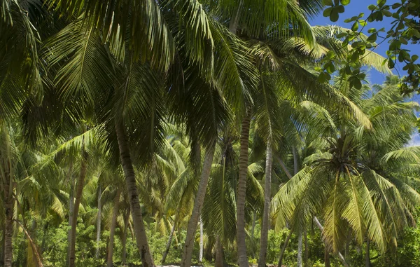 La isla de los sueños. Descanso y relajación. Bosque de palmeras . — Foto de Stock