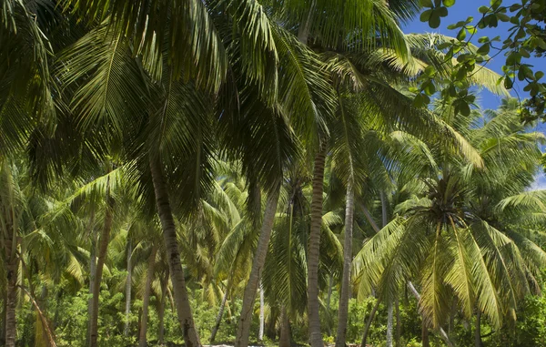 The island of dreams. Rest and relaxation. Palmes forest. — Stock Photo, Image