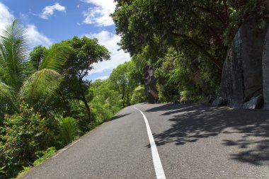 asfalt yol tropikal orman.