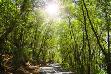 asfalt yol tropikal orman.