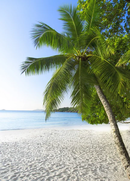 L'isola dei sogni. Riposo e relax. Sabbia corallina bianca e — Foto Stock