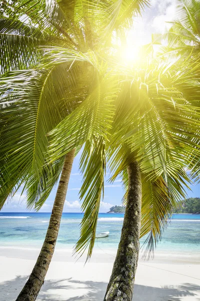 Arena de playa de coral blanco y océano Índico azul . — Foto de Stock