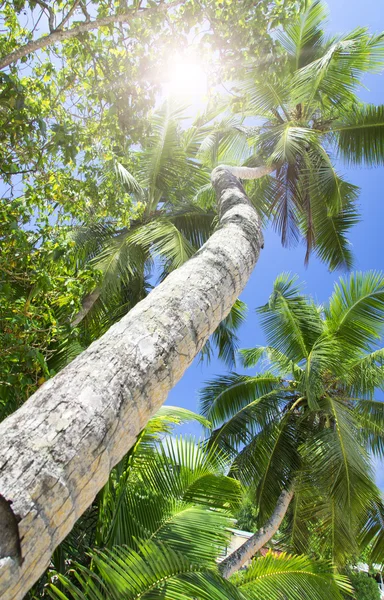 Palm bos. zonlicht door boomtoppen. — Stockfoto