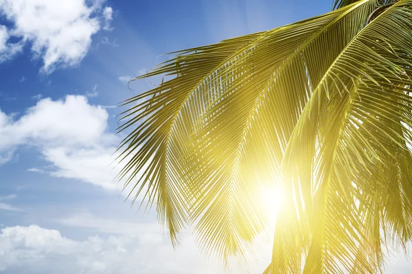 Groene palm weelderig op blauwe lucht achtergrond. — Stockfoto