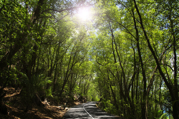 Asphalt road in tropical forest.