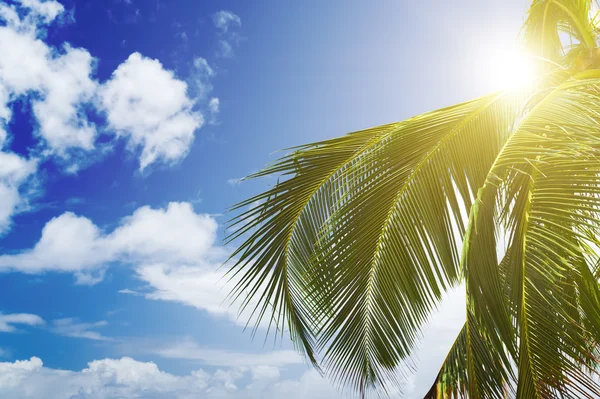 Mavi arkaplanda yeşil palmiye yemyeşil. — Stok fotoğraf