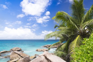 tropik kumsalda beyaz mercan kum.