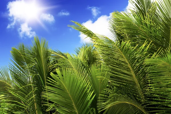 Groene palm weelderig op blauwe lucht achtergrond. — Stockfoto